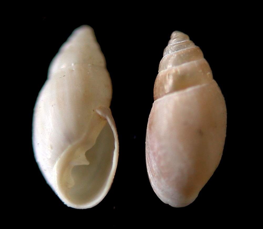 Odostomia nichaelis ?